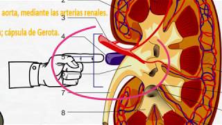 Fisiología renal Generalidades [upl. by Nilson]