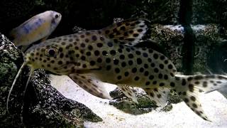 Synodontis petricola ficha completa manejo e reprodução [upl. by Annahavas]