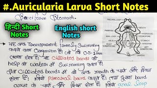 Auricularia Larva short Notes  BSc and MSc important short notes [upl. by Eiuqcaj495]