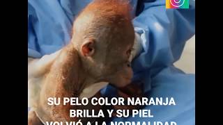 El rescate del orangután bebé [upl. by Nogras]