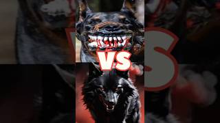 Tibetan mastiff vs panther vs black panther vs wolf vs dog argentina vs kangal [upl. by Dhruv225]