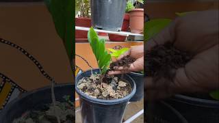 Me feeding my plant 🪴 gardening plants shorts foliage indoorplants funny [upl. by Ahsas]