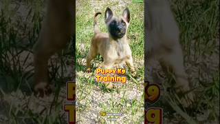 🐕‍🦺Belgian Malinois K9 Performance and Training Differences dog dogtraining malinois k9 [upl. by Kirtley]