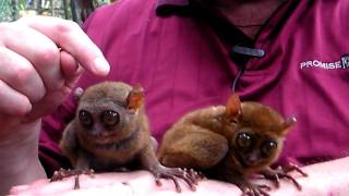 Tarsiers [upl. by Obidiah]