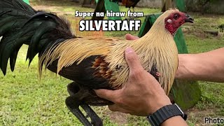 SILVERTAFF GAMEFARM [upl. by Auqinat]