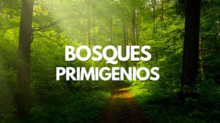 Los lugares donde aún quedan BOSQUES PRIMIGENIOS [upl. by Horodko]