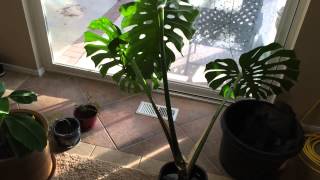 Rooting a Monstera Deliciosa or Faux Split Leaf Philodendron [upl. by Margie]