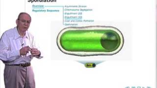 Endospore staining procedure microbiology endospore staining [upl. by Leahey]