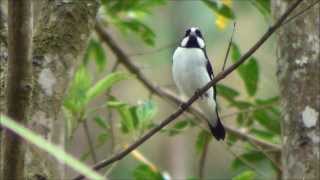 Sporophila lineola  Bigodinho  Lined Seedeater [upl. by Nomis]