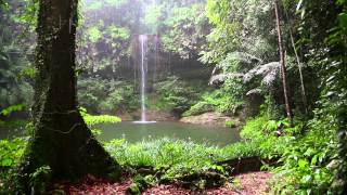 Sonido de Lluvia y los Animales del Bosque  HD Lluvia  Relajarse Dormir [upl. by Timms]