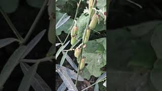 Crotalaria juncea known as brown hemp Indian hemp [upl. by Bald]