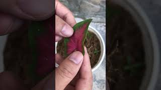 How to grow Caladium bicolor [upl. by Attevroc921]