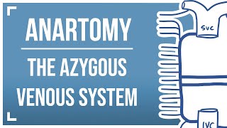 Drawing the Azygous Venous System [upl. by Perzan]