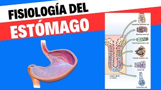 Fisiología del estómago [upl. by Aenal]