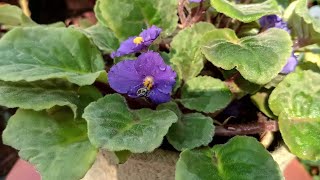 African violet plant care and tips streptocarpus🌿☘️😍 [upl. by Elvie]