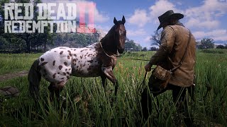 DOMANDO CAVALO APPALOOSA quotLEOPARDO COM MANTOquot NO RED DEAD REDEMPTION 2 [upl. by Hepsiba997]