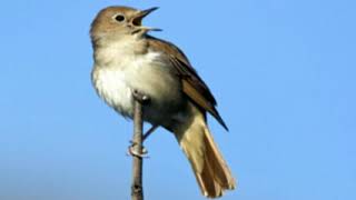 ♫ Ruiseñor Europeo  Luscinia Megarhynchos  Nightingale ஜ [upl. by Kinson595]