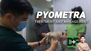 What Are The Signs Of Pyometra in a Dog EP 5 [upl. by Drabeck]