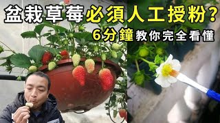 盆栽草莓结果秘诀！家养草莓一定要人工授粉吗？6分钟最详细讲解人工授粉，这么做超简单！Strawberry in potsイチゴの鉢植え【手艺人飞羽】 [upl. by Hairehcaz]