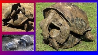 GIANT TURTLES  MATING VERY LOUDLY [upl. by Carmelita749]