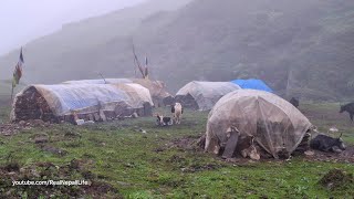 Himalayan Village Life  The Yak Farm  Dolpa  Nepal  Milking in the Yak Farm  Real Nepali Life [upl. by Craw377]