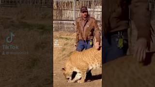 JOE EXOTIC THE TIGER KING 👑 GETS DRAGGED THROUGH TIGER ARENA AFTER DISSING DONALD TRUMP PT 1 [upl. by Zilevi480]