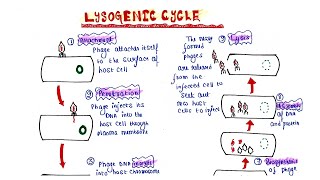 Lysogenic cycle [upl. by Aierdna]