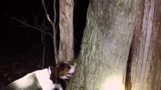 How to finish a coon dog quotBest Coonhunting on the Internetquot [upl. by Htebsle]