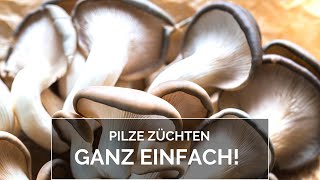 Pilze züchten ganz einfach [upl. by Ledba]