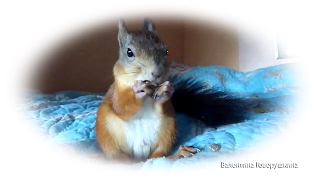 Baby squirrel Noble Пришел покушал насорил 松鼠 [upl. by Deys639]