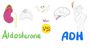 Aldosterone vs Antidiuretic Hormone ADH — Na H2O — Kidney Physiology Series [upl. by Wilkie777]