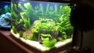 Viaaqua AR620 New Aquarium Setup [upl. by Nada]