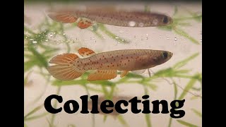 Collecting  Rivulus collieri [upl. by Bartolomeo667]