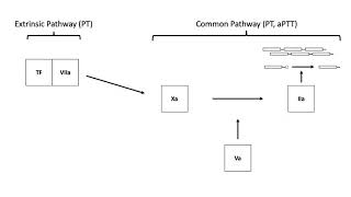 Coagulation Cascade [upl. by Allehc366]