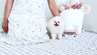 Zofia the white teacup Pomeranian is so cute 🥰 teacuppuppy teacuppomeranian cutestdog tinydog [upl. by Gnilhsa536]