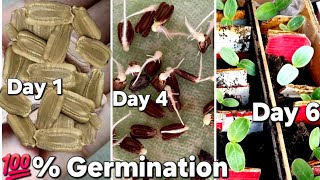 Bottle Gourd seeds germination  bottle gourd plant from seed  How to germinate bottle gourd seed [upl. by Straus]