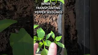 WHEN TO TRANSPLANTING PEPPER SEEDLINGS [upl. by Tecil]