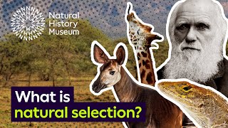 What is natural selection  Natural History Museum [upl. by Worsham]