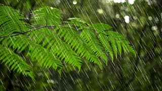 Australian Rainforest Rain Sounds for Sleeping or Focus 🌧️ White Noise Rainstorm [upl. by Dranrev]