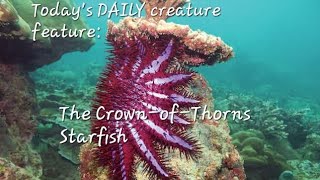 Todays DAILY creature feature The CrownofThorns Starfish [upl. by Sarson424]