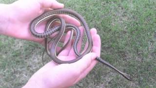 Painted Bronzeback Snake [upl. by Ferne288]