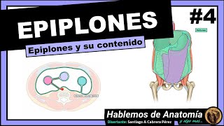 🔴 ANATOMIA👉 EPIPLONES 🟩 PERITONEO 🟪 [upl. by Tat]