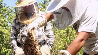 Sustainable Beekeeping at Richmond Farm School [upl. by Oine]