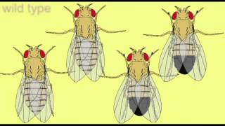 GENETICS Drosophila MUTANTS [upl. by Skillern]