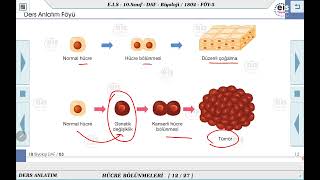 10 Sınıf Biyoloji  Hücre Bölünmeleri  3 🔬 [upl. by Cchaddie224]