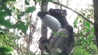 Lémures en libertad en el Parque Nacional AndasibeMantadia en Madagascar [upl. by Nancee]