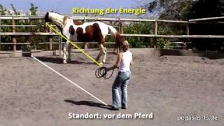 Round Pen Arbeit mit Pferden [upl. by Theodosia]