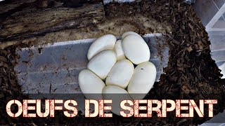 Jai découvert des oeufs de serpent [upl. by Pippas90]