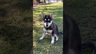 Daily affirmations ✨ puppy puppyvideos puppyshorts pomskypuppy pomsky [upl. by Mckeon]