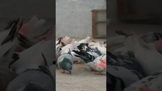 Barabari karo chidimari nhi pigeon pakistani india sosial youtuber youtube creator [upl. by Hilel527]